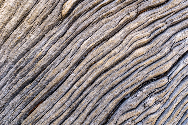 Abstract of the massive downed pine on the trail.