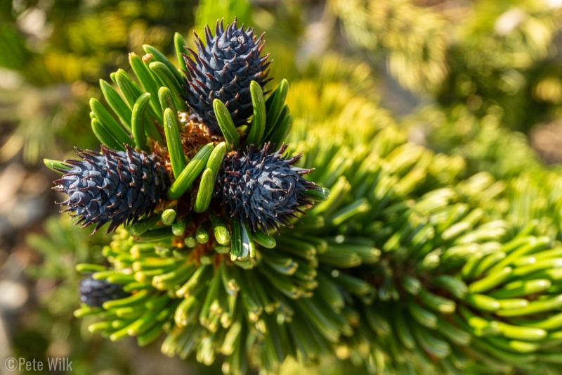 To finish up the day in cool temps we drove up to 10,000' to visit the Ancient Bristlecone Pine Forest.  These pinecones are first year cones.