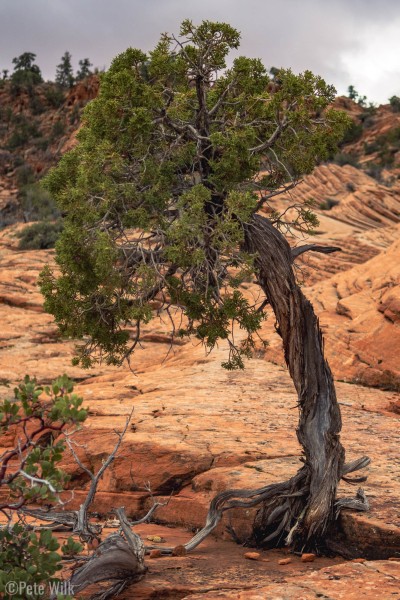 A remarkably robust tree growing out of bare rock.