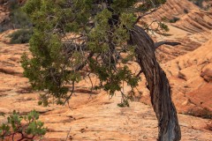 A remarkably robust tree growing out of bare rock.