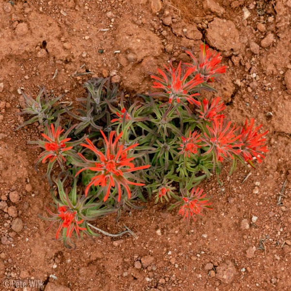 The winter precipitation is starting to bring out the spring flowers already.