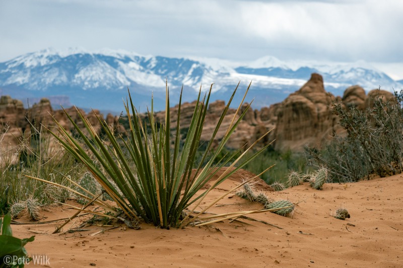 Stark differences of the desert and the mountains.