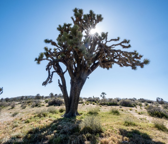 The always really interesting Joshua Tree.