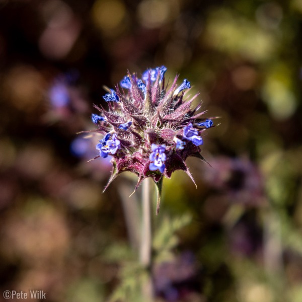 Very interesting flower style.