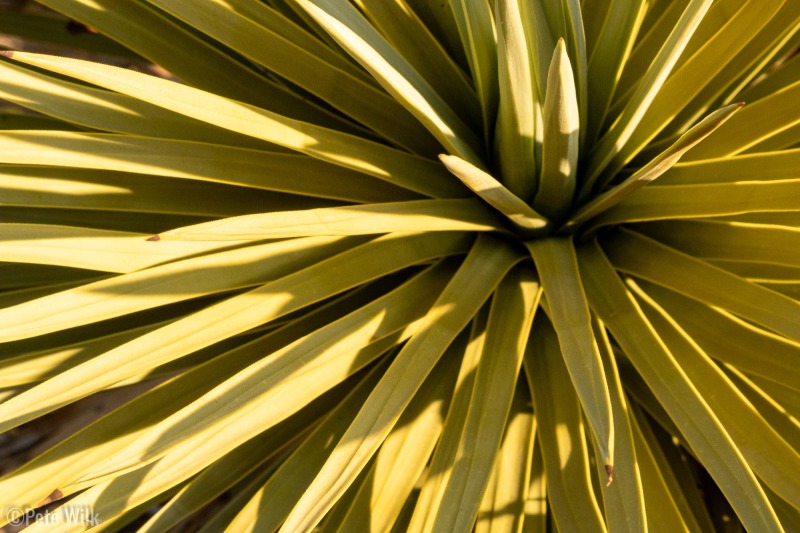 I clearly find the abstract shots of the bladed plants interesting.