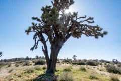 The always really interesting Joshua Tree.