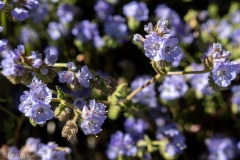 The soring brought flowers to the desert.