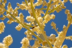 Flower stalk from one of the yucca family of plants.