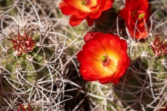 Catus flowers.