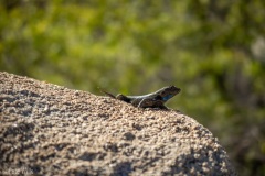 Lizard sunning.