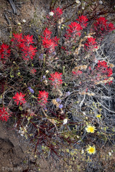 Indian Paintbrush along with some yellow and purple, quite the natural bouquet of flowers.