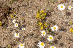 Wildflowers.