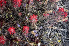 Indian Paintbrush along with some yellow and purple, quite the natural bouquet of flowers.