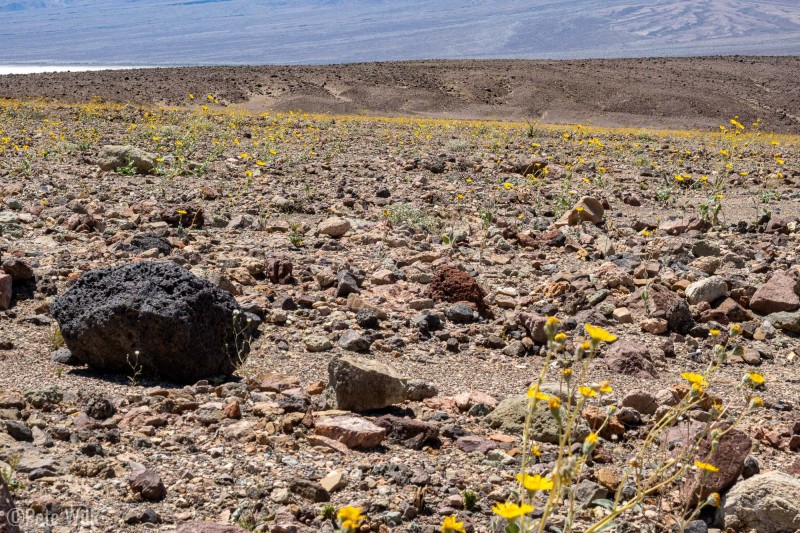 I guess there's a superbloom going on.  There were a lot of flowers, mainly these yellow ones.