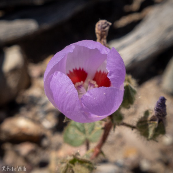 Interspersed with the yellow ones were these small purple poppy-style ones.