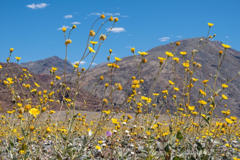 More superbloom.