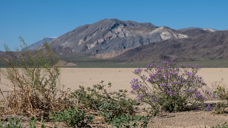 More desert flowers.