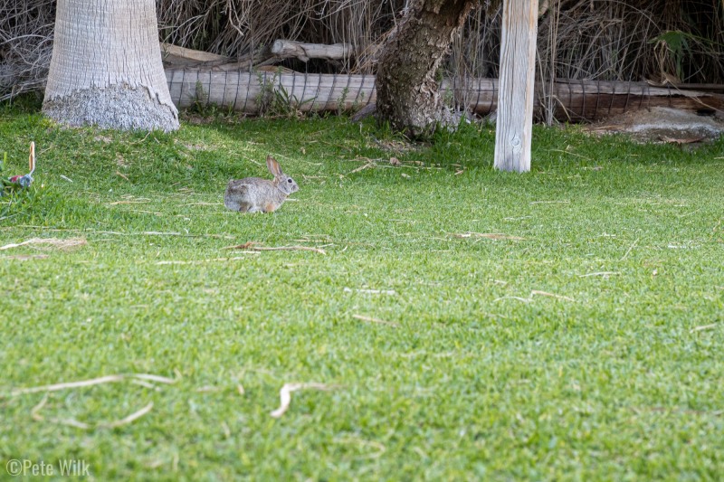 Bunny enjoying the grass.