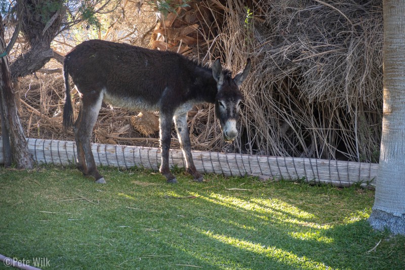 Burro also enjoying the grass.