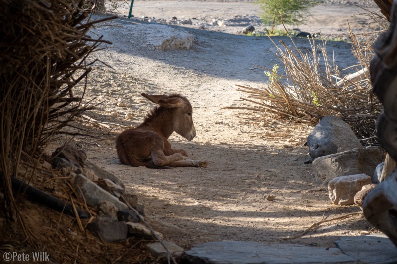 Baby burro waiting for mamma.