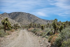 Typical view of Andreas that I had:  off in the distance well ahead of me.  Awesome Joshua Tree forest.