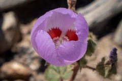 Interspersed with the yellow ones were these small purple poppy-style ones.