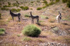 Wild burros.  While sort of cute they make a lot of noise, particularly in the evening and mornings.