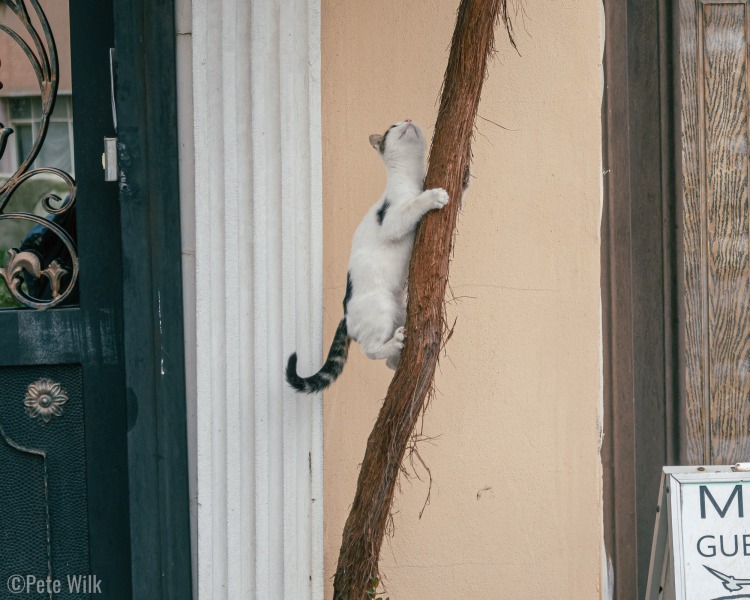 Istanbul and Turkey in general are big fans of cats.  In Istanbul there were tons.  Not sure if this one was hunting or just having fun.