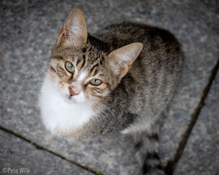 One of the most friendly kedi around our hotel in Istanbul.