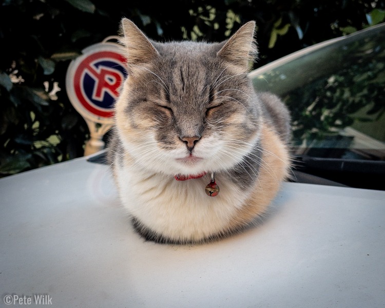 A well cared for kedi lounging on the hood of a car.