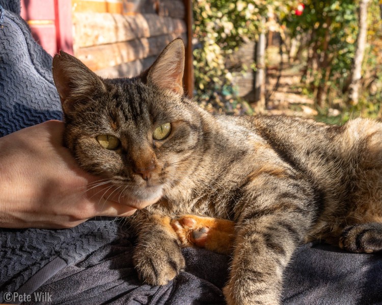 Our surrogate cat for the bulk of our trip, Katana.  She lives at the Flying Goat Camp.