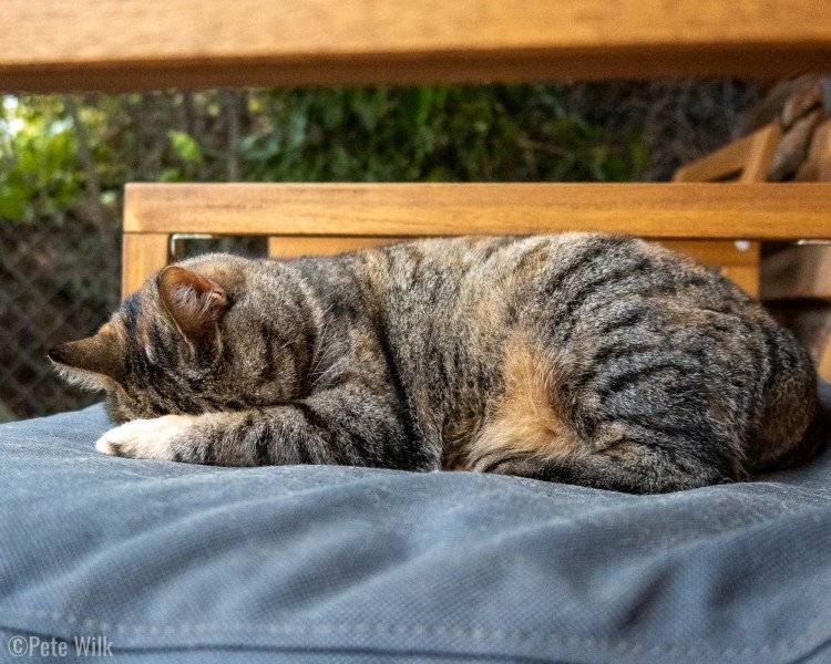 Katana liked hanging out on our porch chair in the morning to catch the sun.