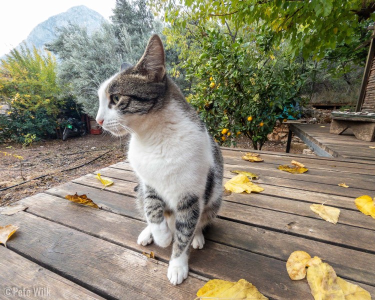 Junior the other cat at Flying Goat.