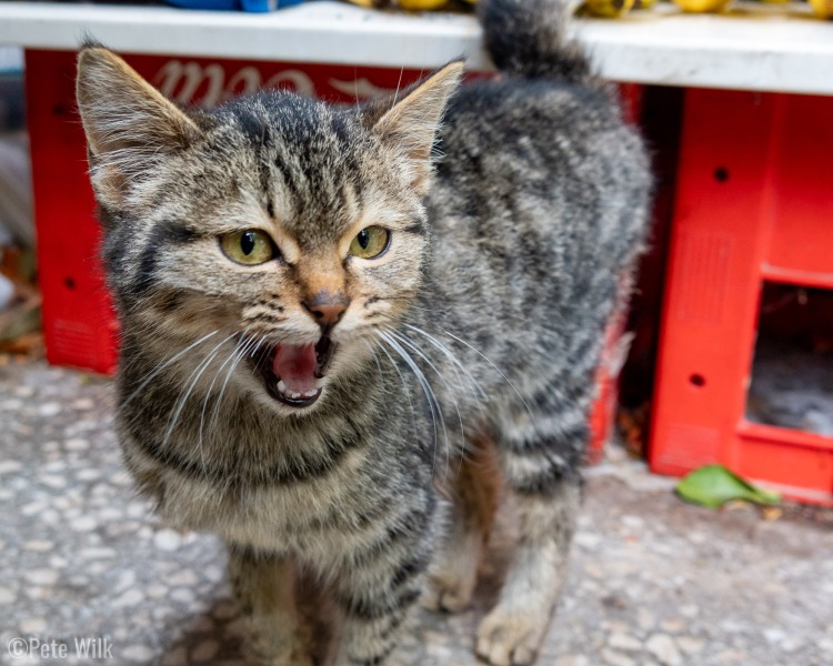 Super vocal kitten at the market in Geyikbayiri.