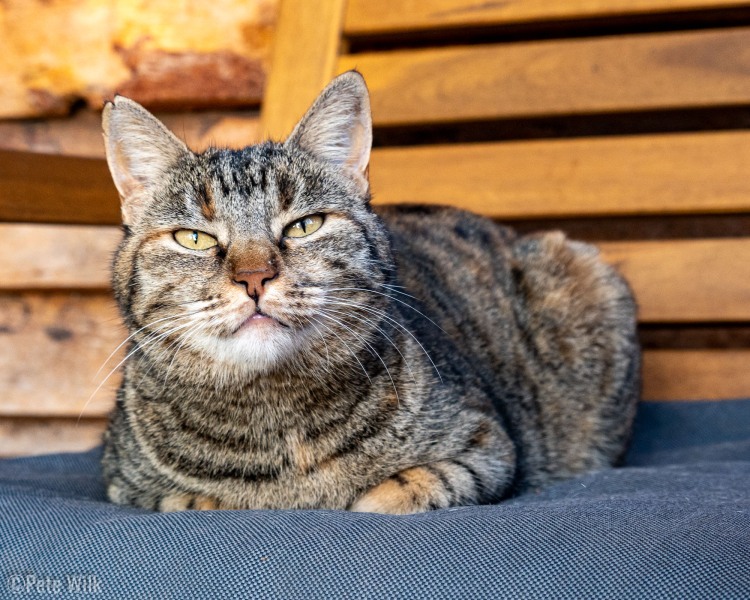 Our favorite kitty from the trip.  Note the nick in Katana's ear.  All the fixed cats had this feature.